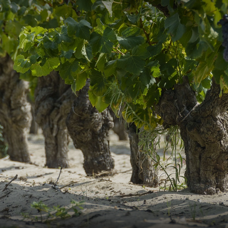 Vin des Sables Camargue, Domaine de Jarras