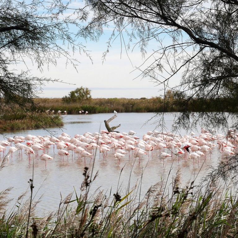 Parc Ornithologique du Pont De Gau, photo de Julien Maury