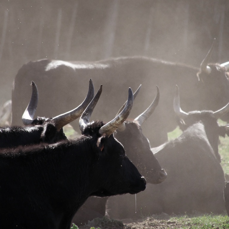 Taureaux de Camargue