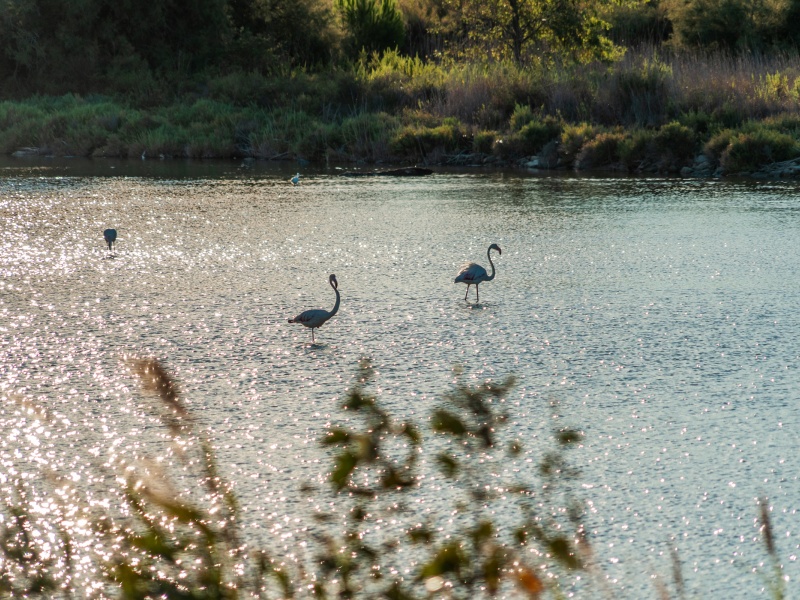 Camping Abri de Camargue : faune et flore Camarguaise septembre 2020