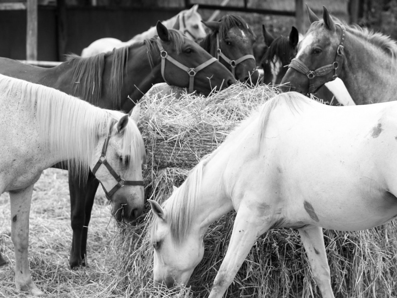 Balade à cheval en Camargue avec Abrivado Ranch