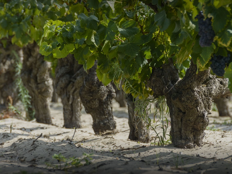 Vin des Sables Camargue, Domaine de Jarras