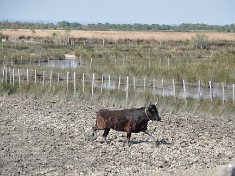 Les élévage de taureaux