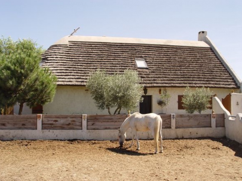 L'incontournable cheval Camarguais