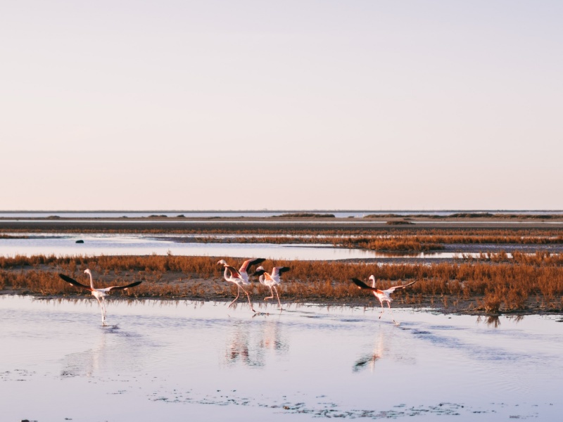 Flamants roses et parc naturel de Camargue, préservons les espaces naturels avec l'écotourisme