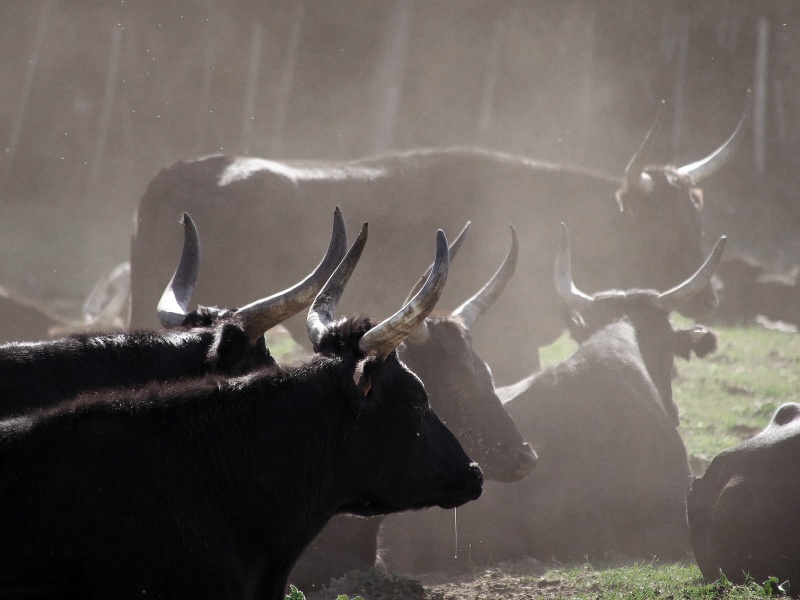 Taureaux de Camargue