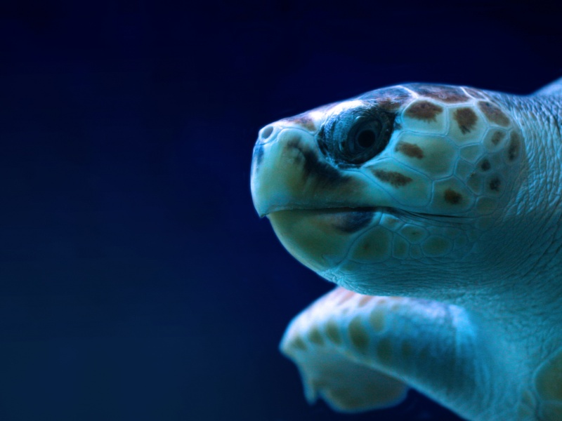 Tortue de mer au Seaquarium du Grau du roi