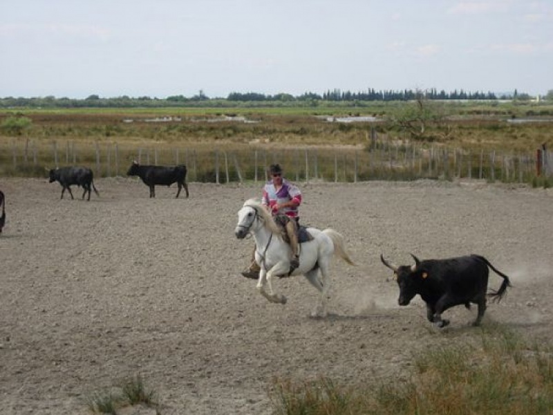 La tradition Camarguaise