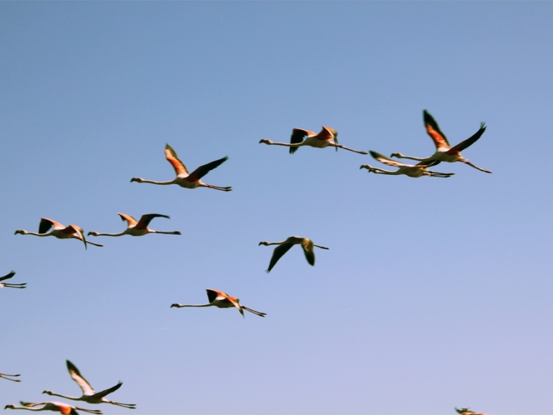 Vol de Flamants roses en Camargue