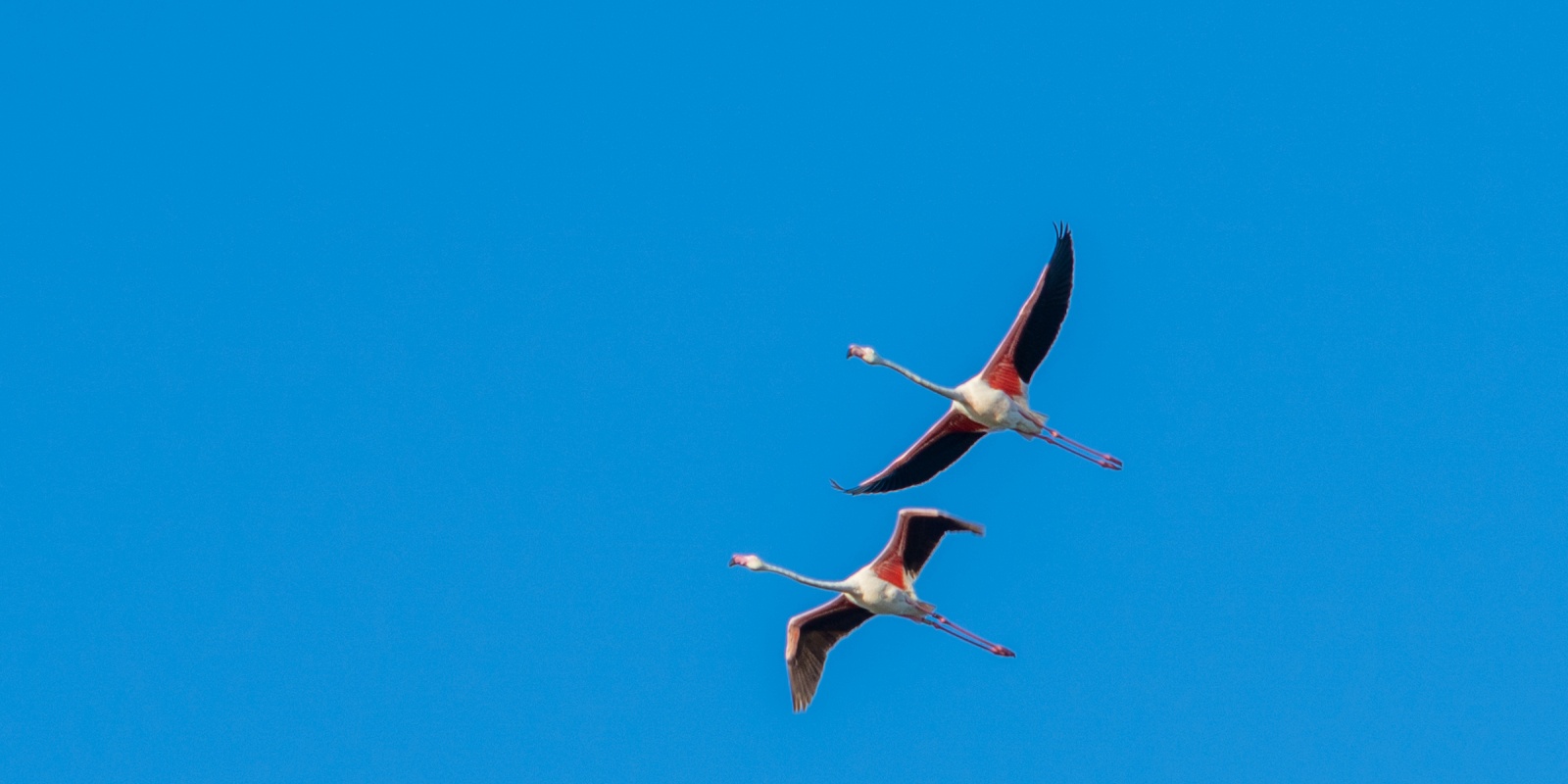 Flamants roses de Camargue