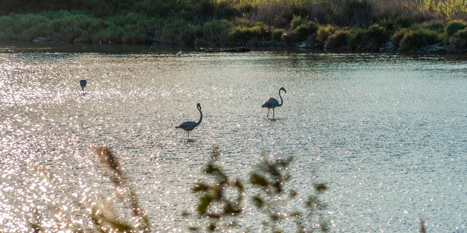 Camping Abri de Camargue : faune et flore Camarguaise septembre 2020