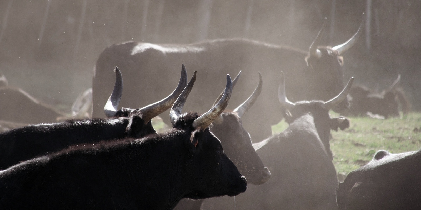 Taureaux de Camargue